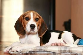 小狗比格犬图片