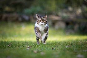 英国短毛猫在草坪上奔跑