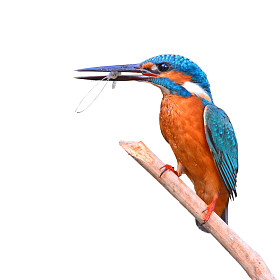 翠鸟 (alcedo athis） 吃虾