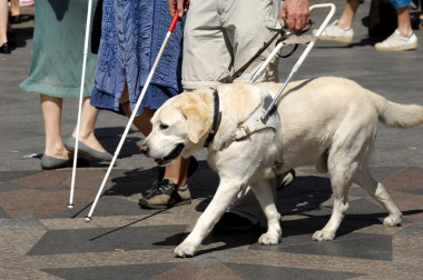 導(dǎo)盲犬圖片