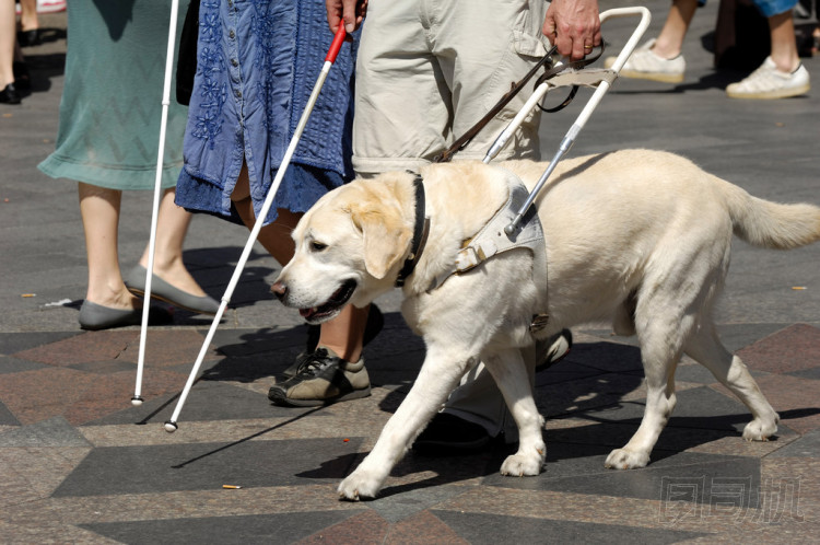導(dǎo)盲犬圖片