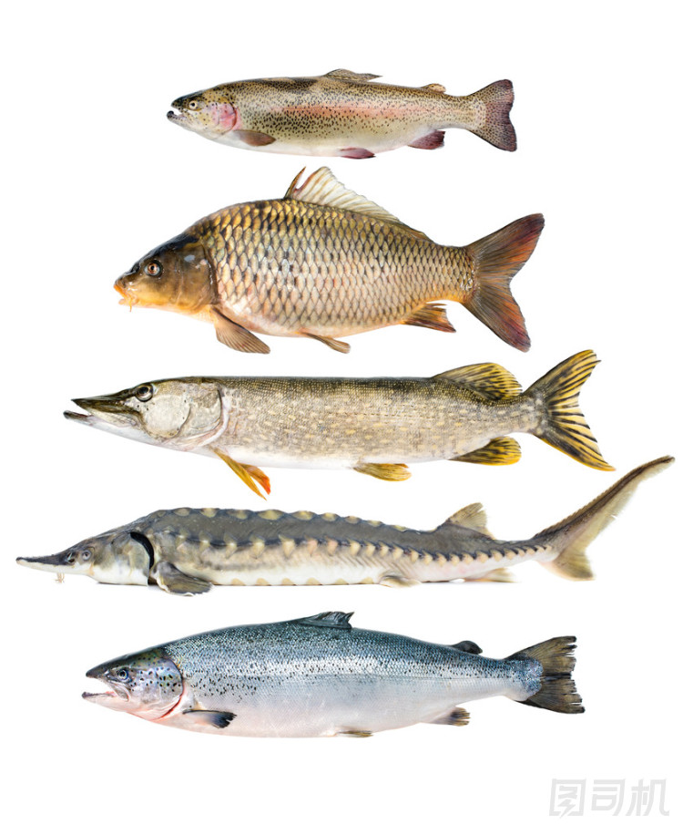 魚(yú)集合圖片