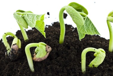 豆種子發(fā)芽射擊