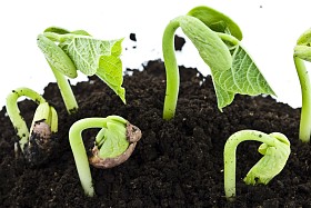 豆种子发芽射击