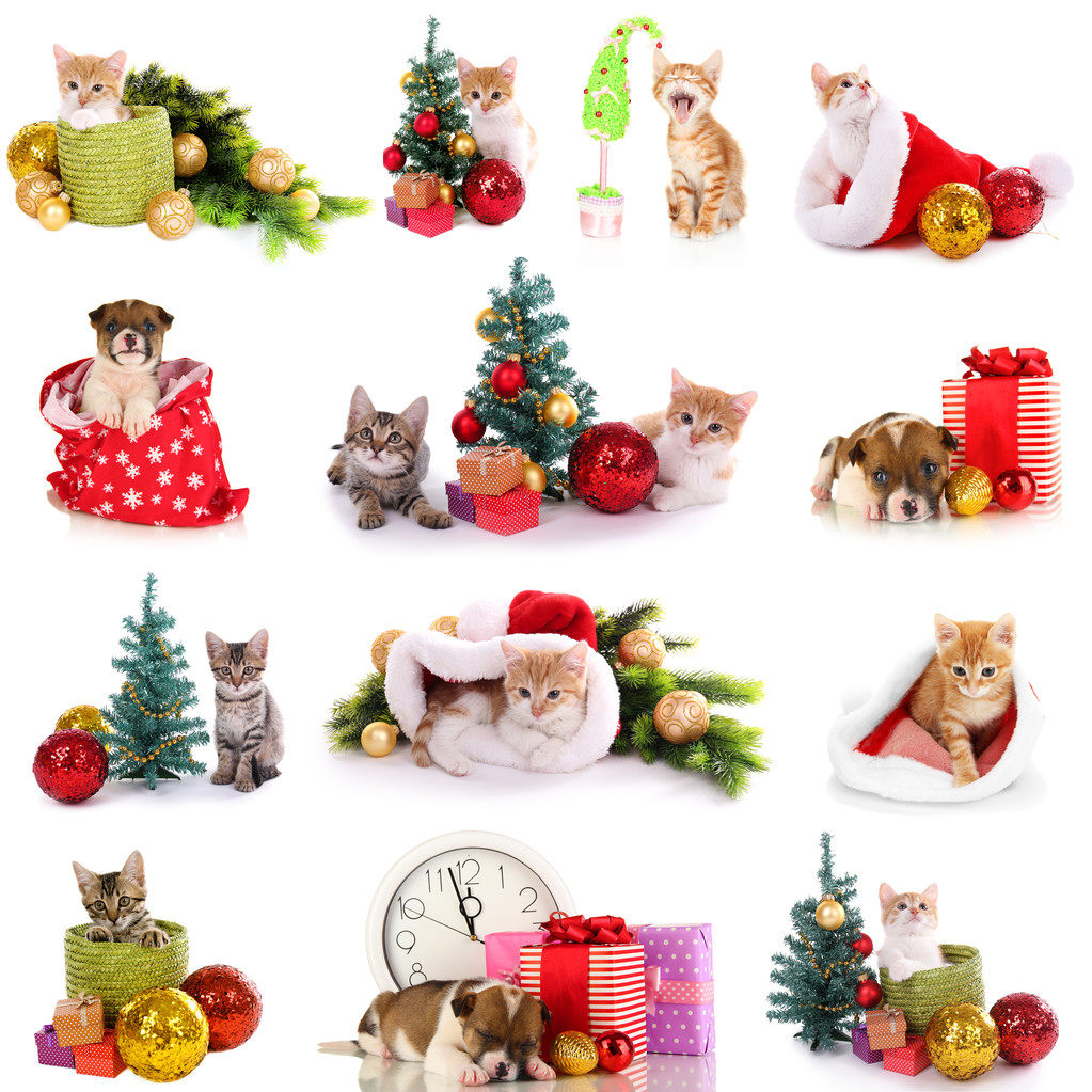 小猫和小狗与孤立的白色衬底上的圣诞装饰品的拼贴画
