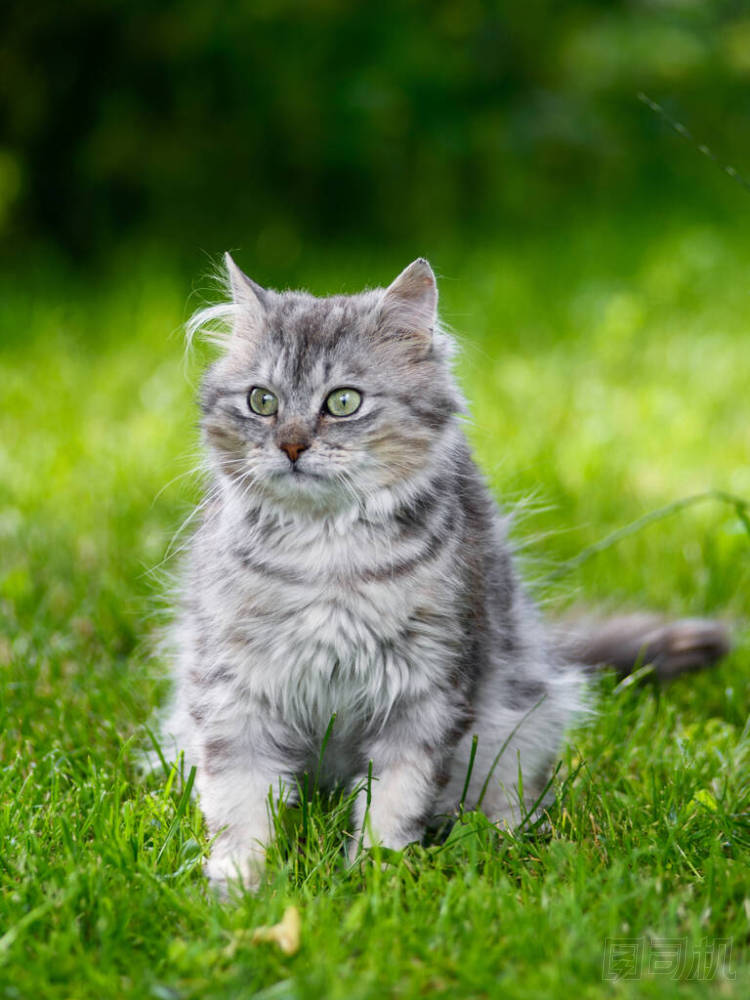 可愛的灰色蓬松愚蠢的臉貓玩在草地上追逐玩具