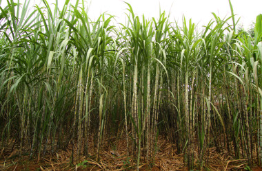 甘蔗种植园照片