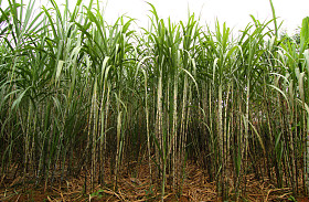 甘蔗种植园照片
