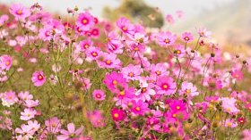 美丽的粉红色花