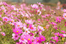 美丽的粉红色花图片