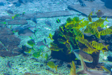 海南島亞特蘭蒂斯飯店一個巨大的水族館里有各種各樣的魚（超過500種魚類、鯊魚、珊瑚和貝類） 。中國三