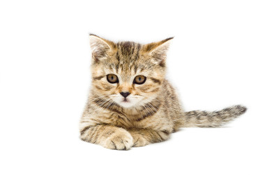 苏格兰直品种小猫图片