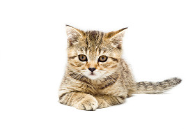 苏格兰直品种小猫图片