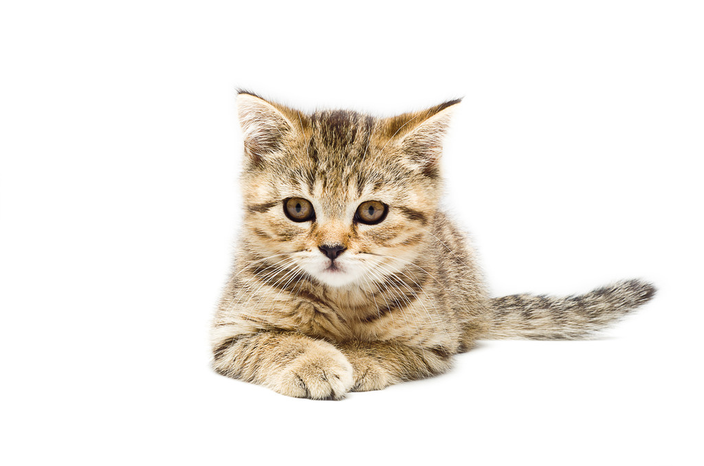 苏格兰直品种小猫图片 苏格兰直品种小猫图片