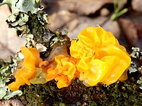 真菌银耳肠系膜上动脉