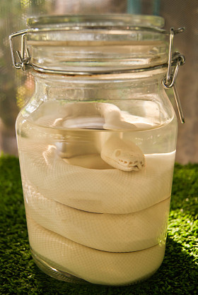 腌制在一个罐子里的蛇图片