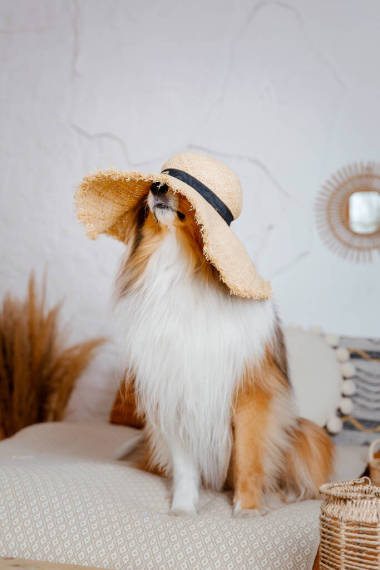 粗糙的科利犬頭戴大帽子躺在沙發(fā)上