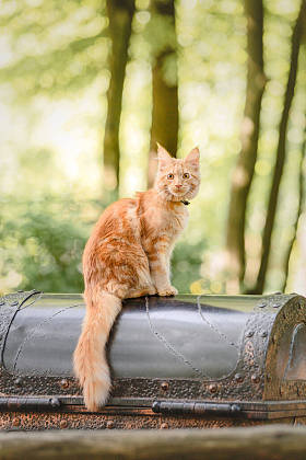 大熊小红猫，带着皮带在户外散步 