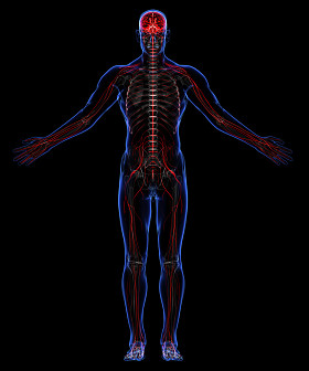 人类的骨骼和神经系统