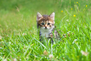 小貓在綠草中扮演