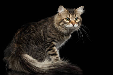 好奇的西伯利亞貓帶著毛茸茸的尾巴在孤立的黑色背景上回頭看，側視圖