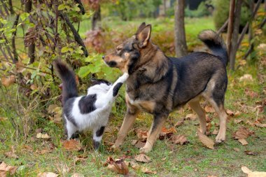 貓和狗互相爭斗圖片