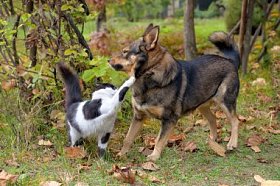 猫和狗互相争斗图片