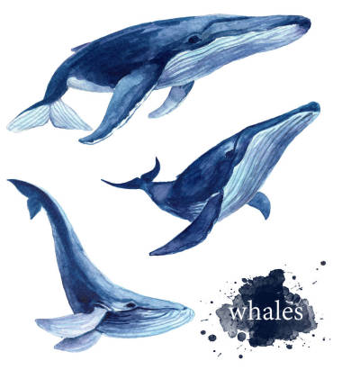 收集的手繪了三只藍(lán)鯨.現(xiàn)實(shí)的圖畫