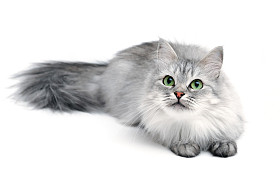 顽皮猫图片