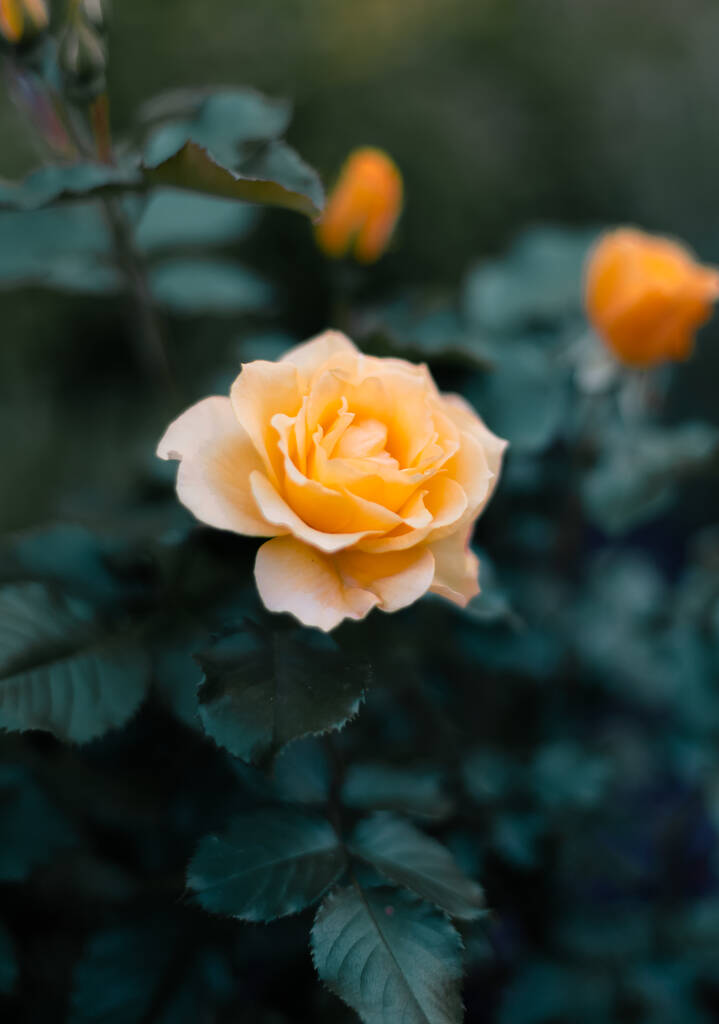 花园里开着一朵黄得难以置信的玫瑰.照片 花园里开着一朵黄得难以置信的玫瑰.照片