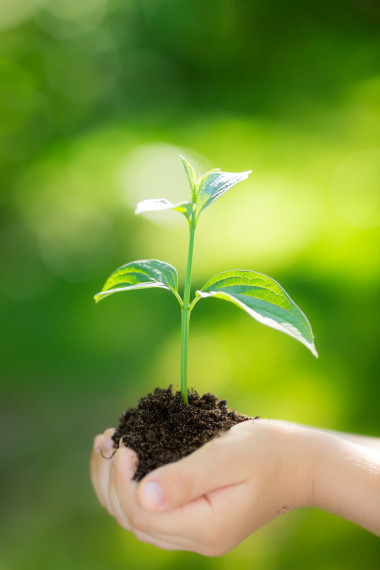 年轻植物绿色背景图片