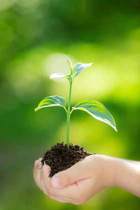 年轻植物绿色背景图片