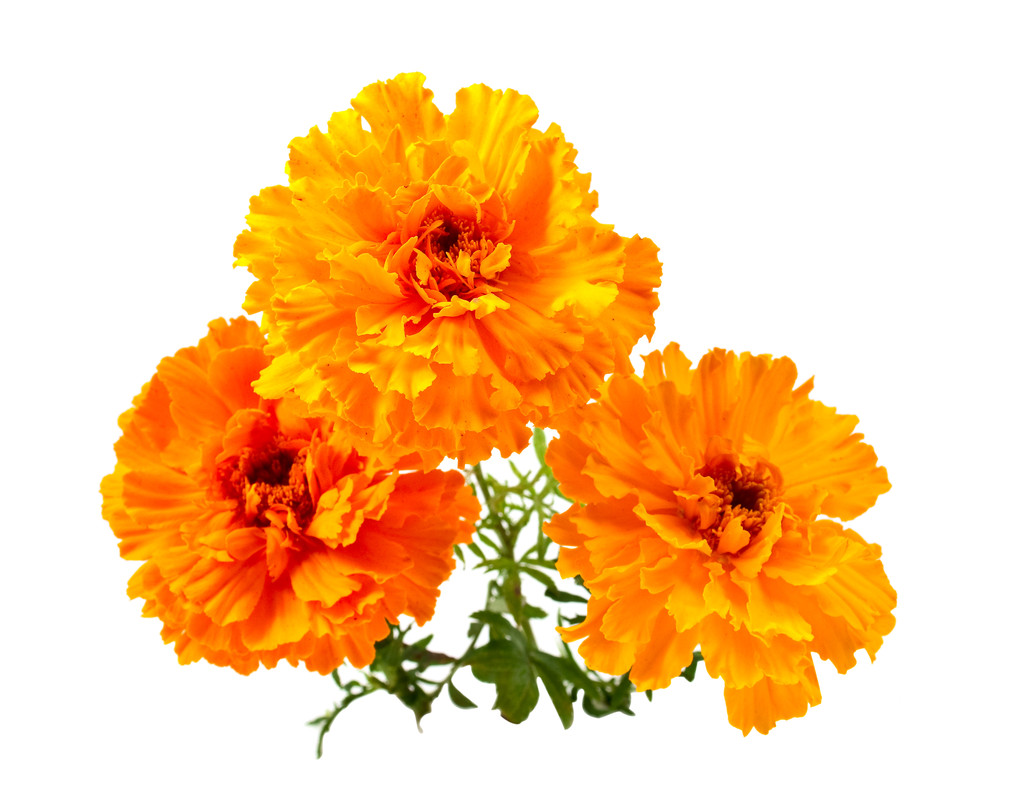 万寿菊花卉