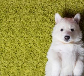 婴儿瑞士牧羊人图片