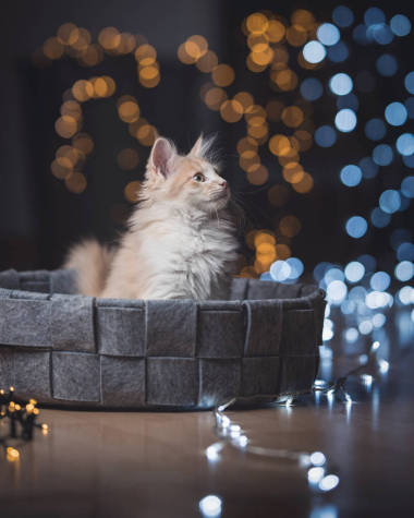 圣诞灯火通明的小猫照片