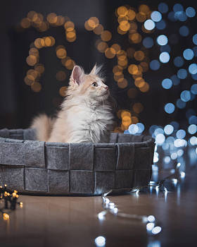 圣诞灯火通明的小猫照片