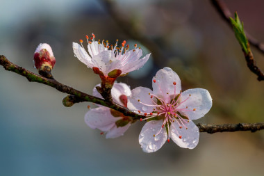 山區(qū)桃花的特寫鏡頭圖片