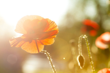 橙色和红色罂粟上模糊的背景照片