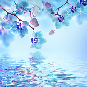 热带兰花的花卉背景