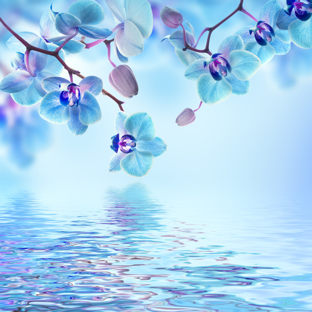 热带兰花的花卉背景 热带兰花的花卉背景