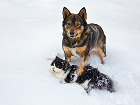 狗和猫玩雪