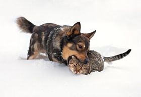 狗和猫玩雪图片