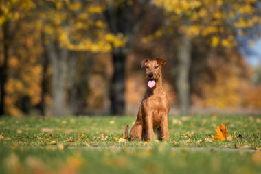 秋天，快樂的愛爾蘭小狗在公園里擺姿勢