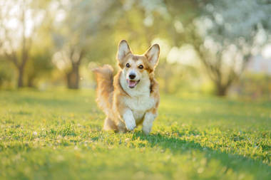 狗在公园里跑，玩。威尔士科奇刺绣在自然界中，在草地上