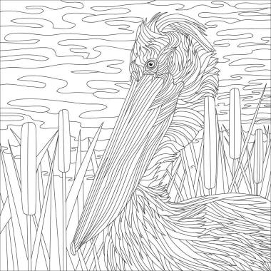 彩色插圖圖片，鵜鶘鳥，大喙 