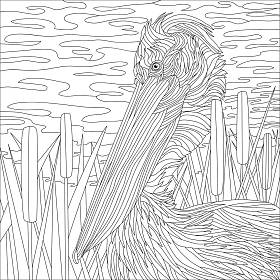 彩色插图图片，鹈鹕鸟，大喙 