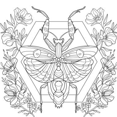 花瓣，彩绘图片，螳螂虫 图片