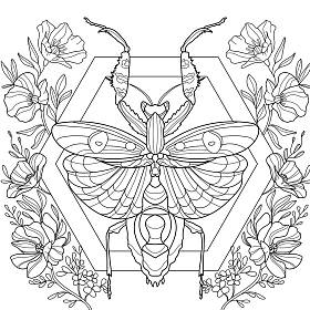 花瓣，彩绘图片，螳螂虫 图片