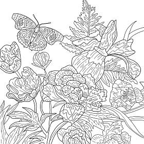 用花朵和蝴蝶彩绘插图 图片