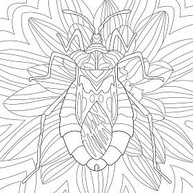 花瓣上的虫子，彩绘图解 图片